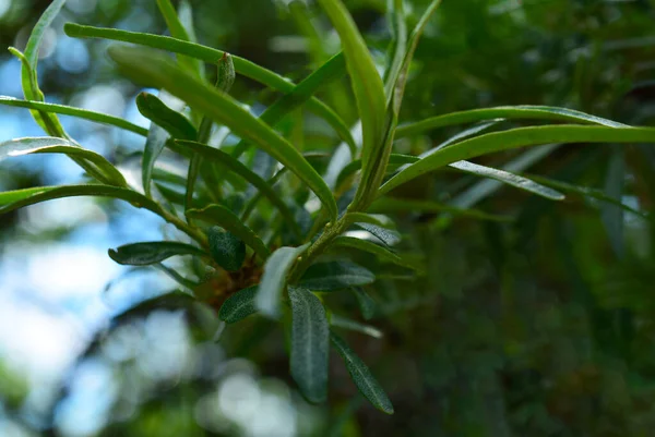 Вузьке Зелене Листя Гілці Обліпихи Весняному Саду — стокове фото
