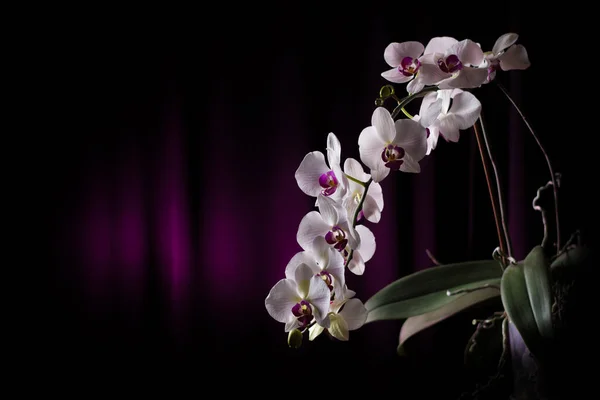 White Orchid Branch Pink Background — Stock Photo, Image