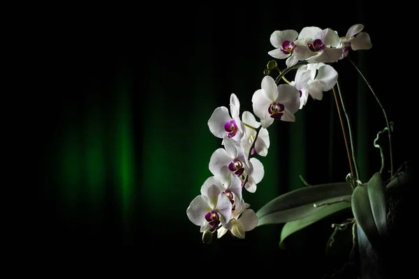 White Orchid Branch Green Background — Stock Photo, Image