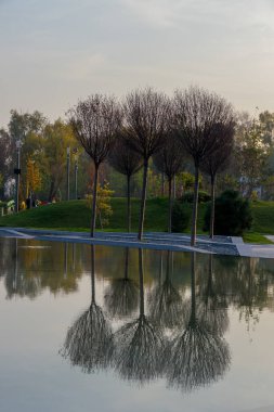 Göldeki ağaçların yansıması.