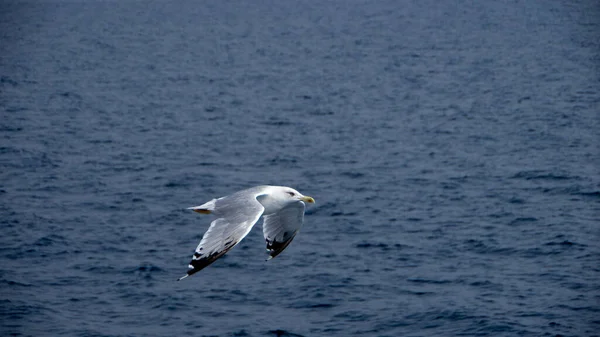 Flying Seagull Background Blue Sea — Stock Photo, Image