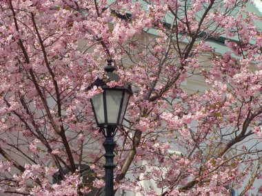 Arkaplanda pembe çiçekli çiçek açan bir ağacın feneri.
