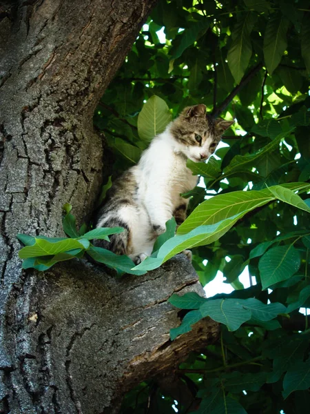 Gato Escalada Uma Árvore Noz Folhas Verdes — Fotografia de Stock