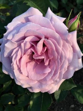 Bir bahar günü güzel renkli çiçeklerin yakın çekimi.            