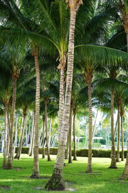 Florida 'da bir yaz gününde güzel, uzun palmiye ağaçları