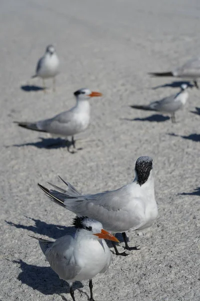 Witte Vogels Het Strand Genieten Van Een Zomerse Dag — Stockfoto