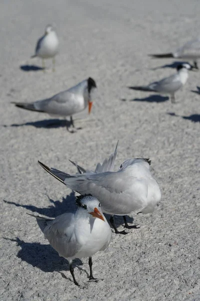 Kumsalda Beyaz Kuşlar Yaz Gününün Tadını Çıkarıyor — Stok fotoğraf