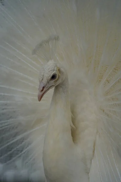 Close Albino Pavão Branco — Fotografia de Stock