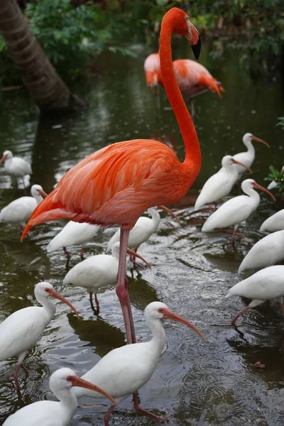 Zbliżenie Piękne Różowe Flamingi Białymi Ptakami Wodzie Naturze — Zdjęcie stockowe