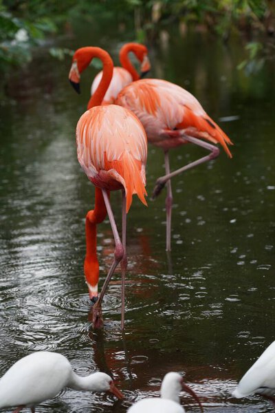 Close-up of beautiful pink flamingos with white birds in the water in nature