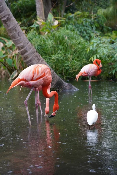 Primer Plano Hermosos Flamencos Rosados Con Pájaros Blancos Agua Naturaleza — Foto de Stock