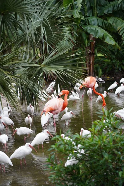 Primer Plano Hermosos Flamencos Rosados Con Pájaros Blancos Agua Naturaleza —  Fotos de Stock