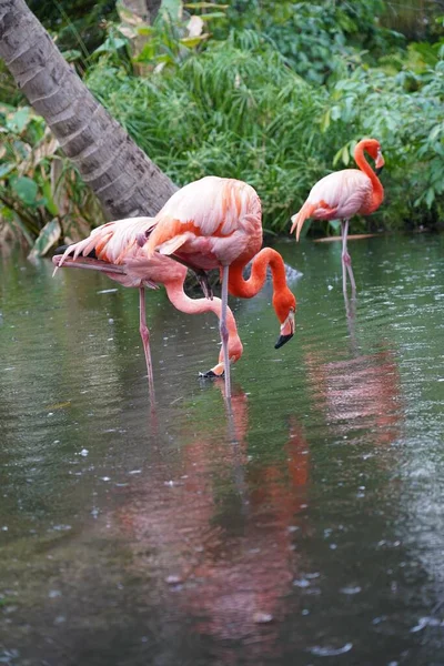 Close Beautiful Pink Flamingos White Birds Water Nature — Stock Photo, Image