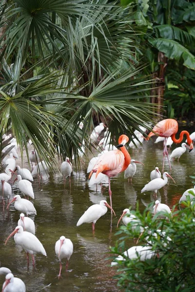 Primer Plano Hermosos Flamencos Rosados Con Pájaros Blancos Agua Naturaleza —  Fotos de Stock