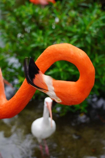 Zbliżenie Piękne Różowe Flamingi Białymi Ptakami Wodzie Naturze — Zdjęcie stockowe