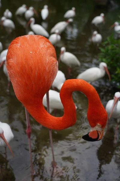 Zbliżenie Piękne Różowe Flamingi Białymi Ptakami Wodzie Naturze — Zdjęcie stockowe