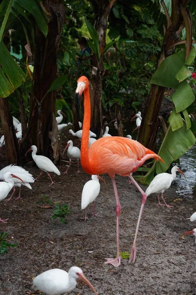 Nahaufnahme Schöner Rosafarbener Flamingos Mit Weißen Vögeln Wasser Der Natur — Stockfoto
