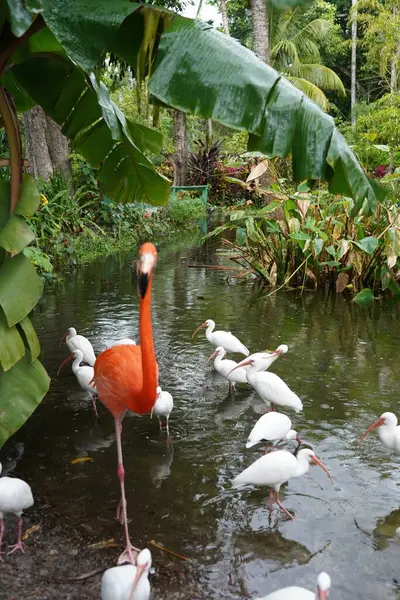 Close Belos Flamingos Rosa Com Pássaros Brancos Água Natureza — Fotografia de Stock