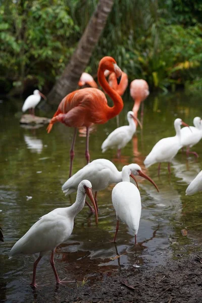 Primer Plano Hermosos Flamencos Rosados Con Pájaros Blancos Agua Naturaleza —  Fotos de Stock