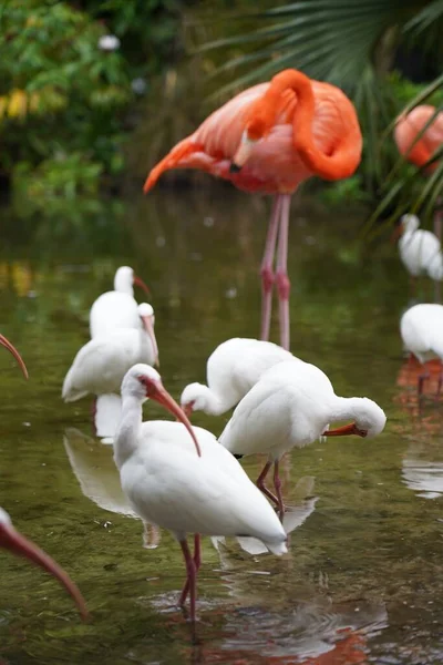 Gros Plan Magnifiques Flamants Roses Avec Des Oiseaux Blancs Dans — Photo