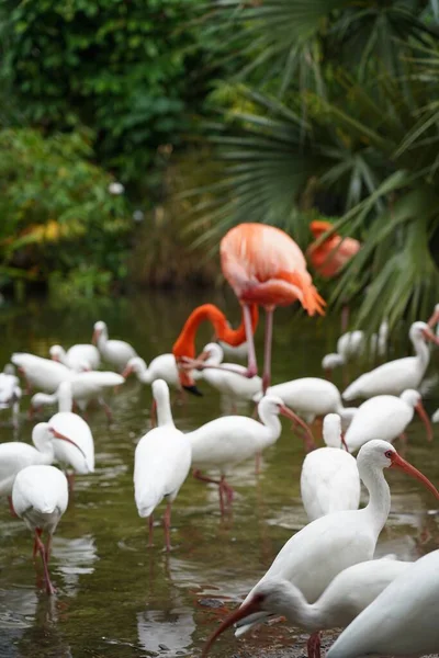 Zbliżenie Piękne Różowe Flamingi Białymi Ptakami Wodzie Naturze — Zdjęcie stockowe