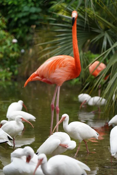 Gros Plan Magnifiques Flamants Roses Avec Des Oiseaux Blancs Dans — Photo