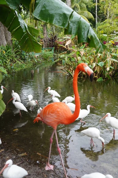 Zbliżenie Piękne Różowe Flamingi Białymi Ptakami Wodzie Naturze — Zdjęcie stockowe