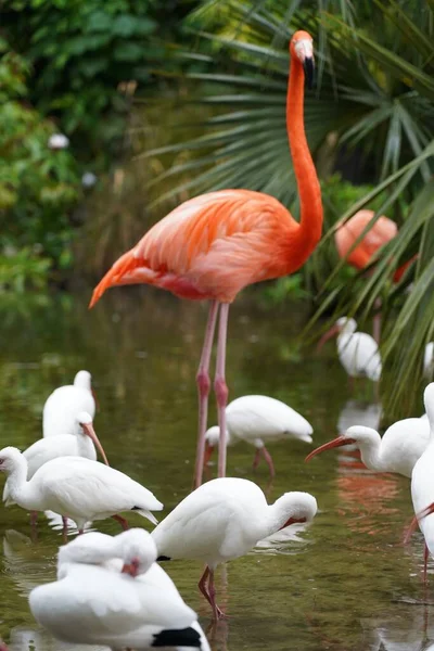 Zbliżenie Piękne Różowe Flamingi Białymi Ptakami Wodzie Naturze — Zdjęcie stockowe