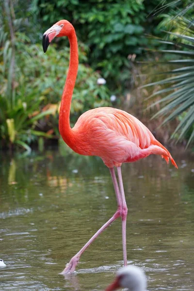 Gros Plan Magnifiques Flamants Roses Avec Des Oiseaux Blancs Dans — Photo