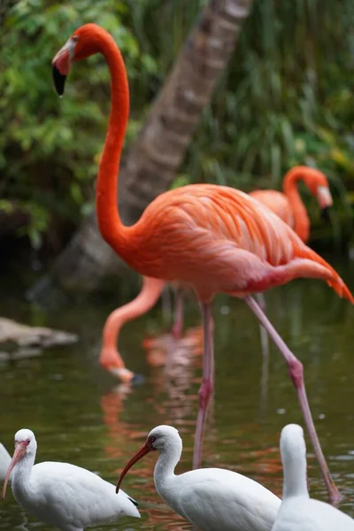 Nahaufnahme Schöner Rosafarbener Flamingos Mit Weißen Vögeln Wasser Der Natur — Stockfoto
