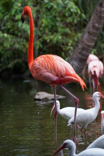 Zbliżenie Piękne Różowe Flamingi Białymi Ptakami Wodzie Naturze — Zdjęcie stockowe