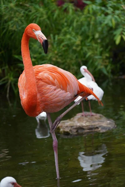 Nahaufnahme Schöner Rosafarbener Flamingos Mit Weißen Vögeln Wasser Der Natur — Stockfoto