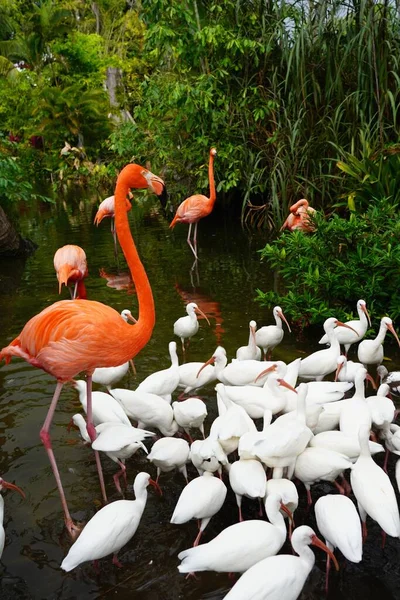 Zbliżenie Piękne Różowe Flamingi Białymi Ptakami Wodzie Naturze — Zdjęcie stockowe