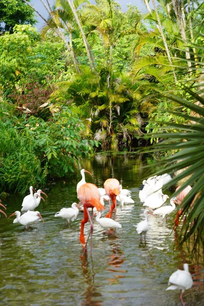 Primer Plano Hermosos Flamencos Rosados Con Pájaros Blancos Agua Naturaleza —  Fotos de Stock