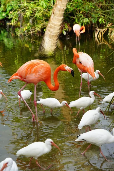 Primer Plano Hermosos Flamencos Rosados Con Pájaros Blancos Agua Naturaleza — Foto de Stock