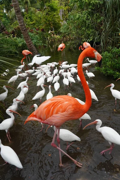 Primer Plano Hermosos Flamencos Rosados Con Pájaros Blancos Agua Naturaleza — Foto de Stock