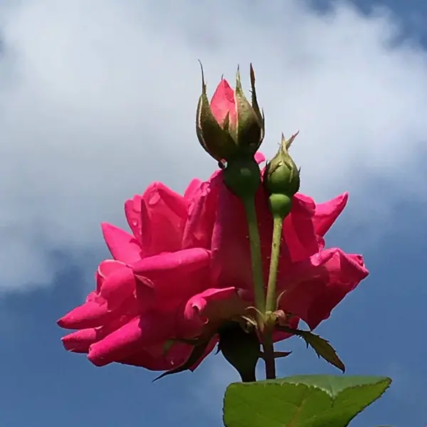 Primer Plano Hermosas Flores Colores Día Primavera — Foto de Stock