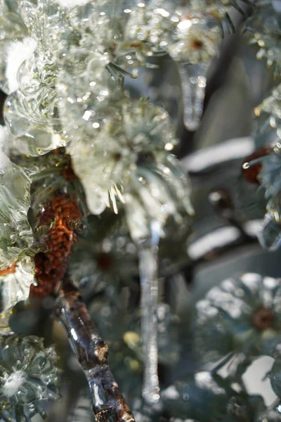 소나무 얼음의 — 스톡 사진