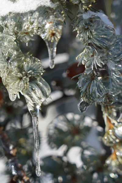 雪と氷に覆われた松の葉のクローズアップ — ストック写真