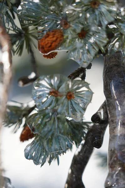 소나무 얼음의 — 스톡 사진