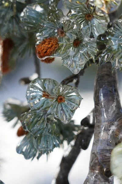 冰雪覆盖的松树树叶的特写 — 图库照片