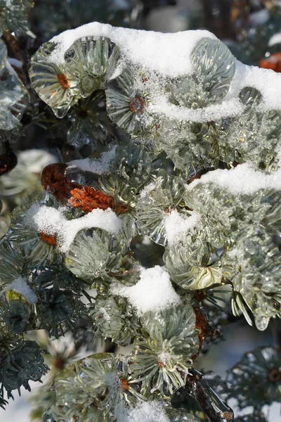 Close Snow Ice Covered Pine Tree Leaves — Stock Photo, Image