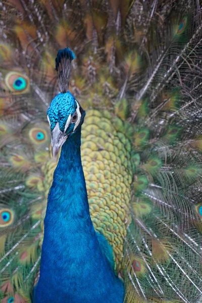 青いカラフルな孔雀のクローズアップ — ストック写真