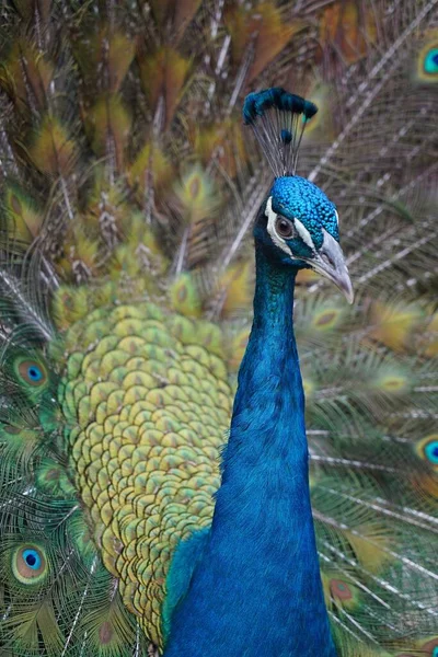青いカラフルな孔雀のクローズアップ — ストック写真