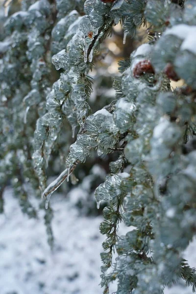 Close Snow Ice Covered Pine Tree Leaves — Stock Photo, Image