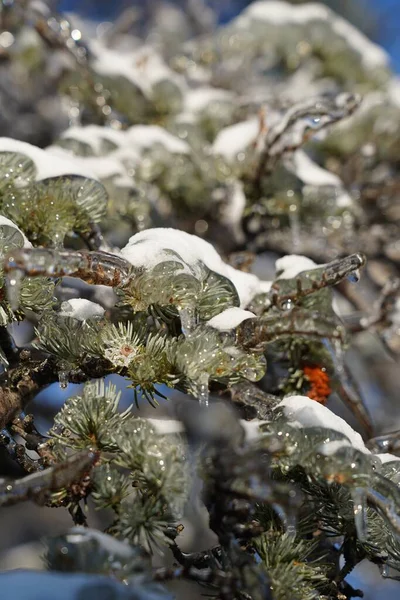 Close Snow Ice Covered Pine Trees Winter — Stock Photo, Image