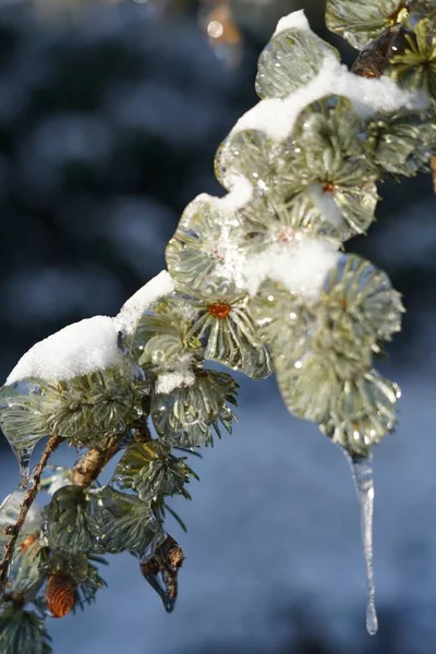 Nahaufnahme Von Schnee Und Eisbedeckten Kiefern Winter — Stockfoto