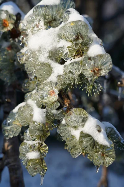 겨울의 소나무를 — 스톡 사진