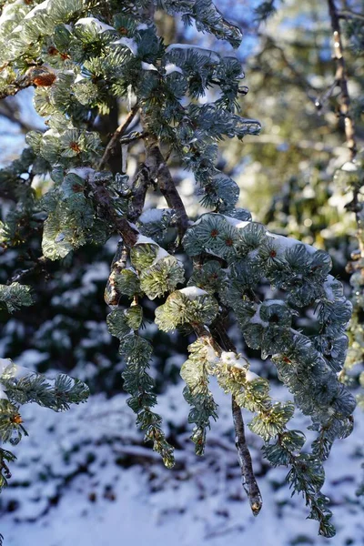 冬は雪と氷に覆われた松の木のクローズアップ — ストック写真