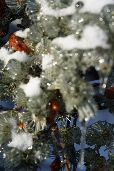 Крупним Планом Сніг Лід Покриті Сосновими Деревами Взимку — стокове фото